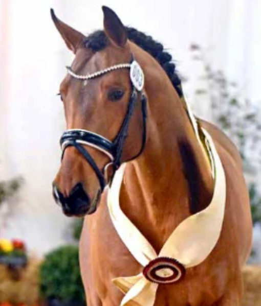 Corazon Gold Stallion